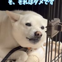 口を閉じて見つめる犬