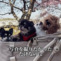 4匹の記念撮影