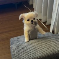 子犬らしく遊ぶことも♪