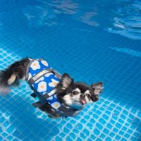 漂う犬