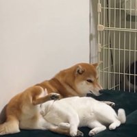 だいふくちゃんは完全にリラックス