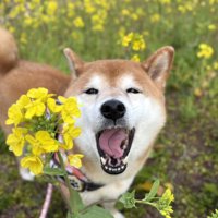 お花