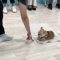 完璧にこなすきなこちゃん