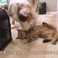 たまちゃんと遊びたいガルチェロくん