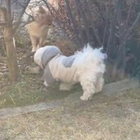 のびのびと庭を散策