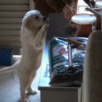 ごはんに夢中！