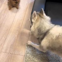 ハスキーと張り合うきなこちゃん