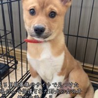 子犬の写真が掲載された里親サイトのページ