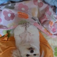 布団に仰向けになってカメラを見上げる犬