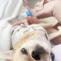 投稿主を見上げる小型犬