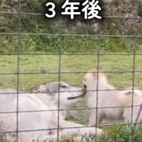 ポメラニアンと成犬になったウルフドッグ