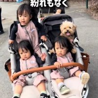女性が引くカートに乗って散歩をする犬と3人の赤ちゃん