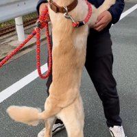 周辺を確認するわんこ