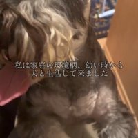 飼い主に飛びつく犬