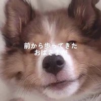 ソフィーちゃんのビフォーアフター4