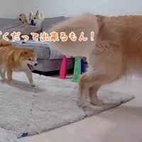 「僕だってできるもん！」