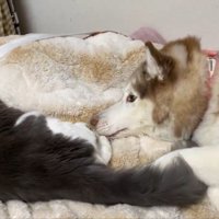 シャンテちゃん＆バロンちゃん8