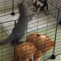 前足をあげる豆柴