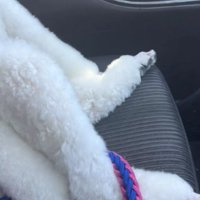 助手席のますおちゃん