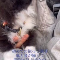 飼い主さんを見るレイくん
