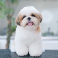 カット台に座る、綺麗にトリミングしてもらった子犬
