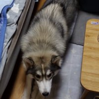 伸びをするハスキー