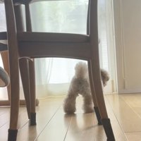 テクテク歩くきなこちゃん