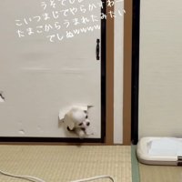 顔が出てきた凛くん