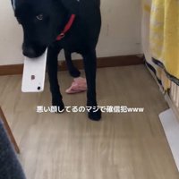 悪い顔のロコくん