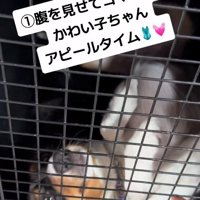 お腹を見せるみかづきちゃん