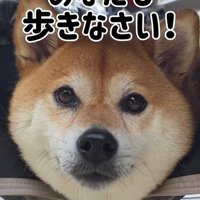 むぎちゃんと女の子2人のお散歩9