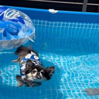 泳ぐ気がない犬