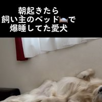 トリッシュちゃんがいる…