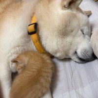 眠る犬と猫3
