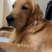 飼い主の隣でくつろぐ犬
