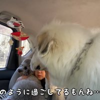 寂しそうな大型犬と子供