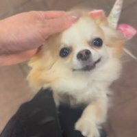 お迎えに来てくれたプティちゃん5