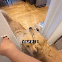 ドアの前ですれ違う2匹の犬