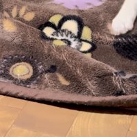 床に敷かれた毛布