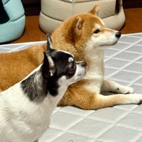 最高の相棒