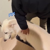 パパが隠れた時のれお君⑩