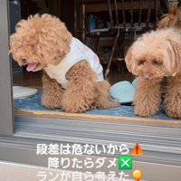 ランちゃんの隣に並ぶ犬