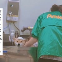 シャンプー開始