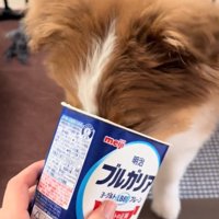 ヨーグルトを食べるアンディ君