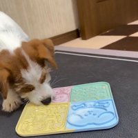 もっと食べたい茶太郎くん
