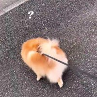 お散歩中のこむぎちゃん