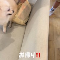 お兄ちゃんが帰宅時のエマくん＆ハルくん6