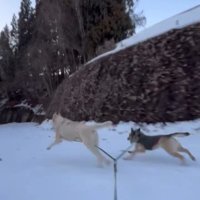 ソリを引いてダッシュ！