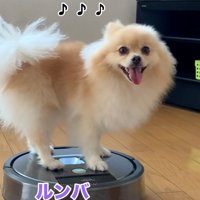 笑顔のきなこちゃん