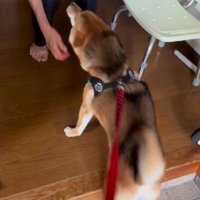 愛が止まらないはちちゃんでした